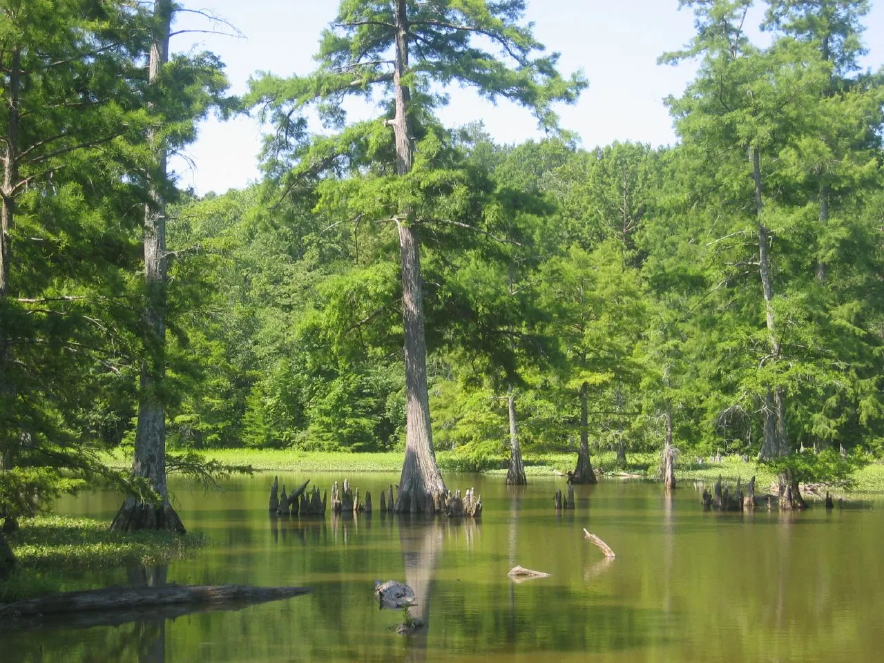 Leroy Percy State Park, Greenville, Mississippi, United States