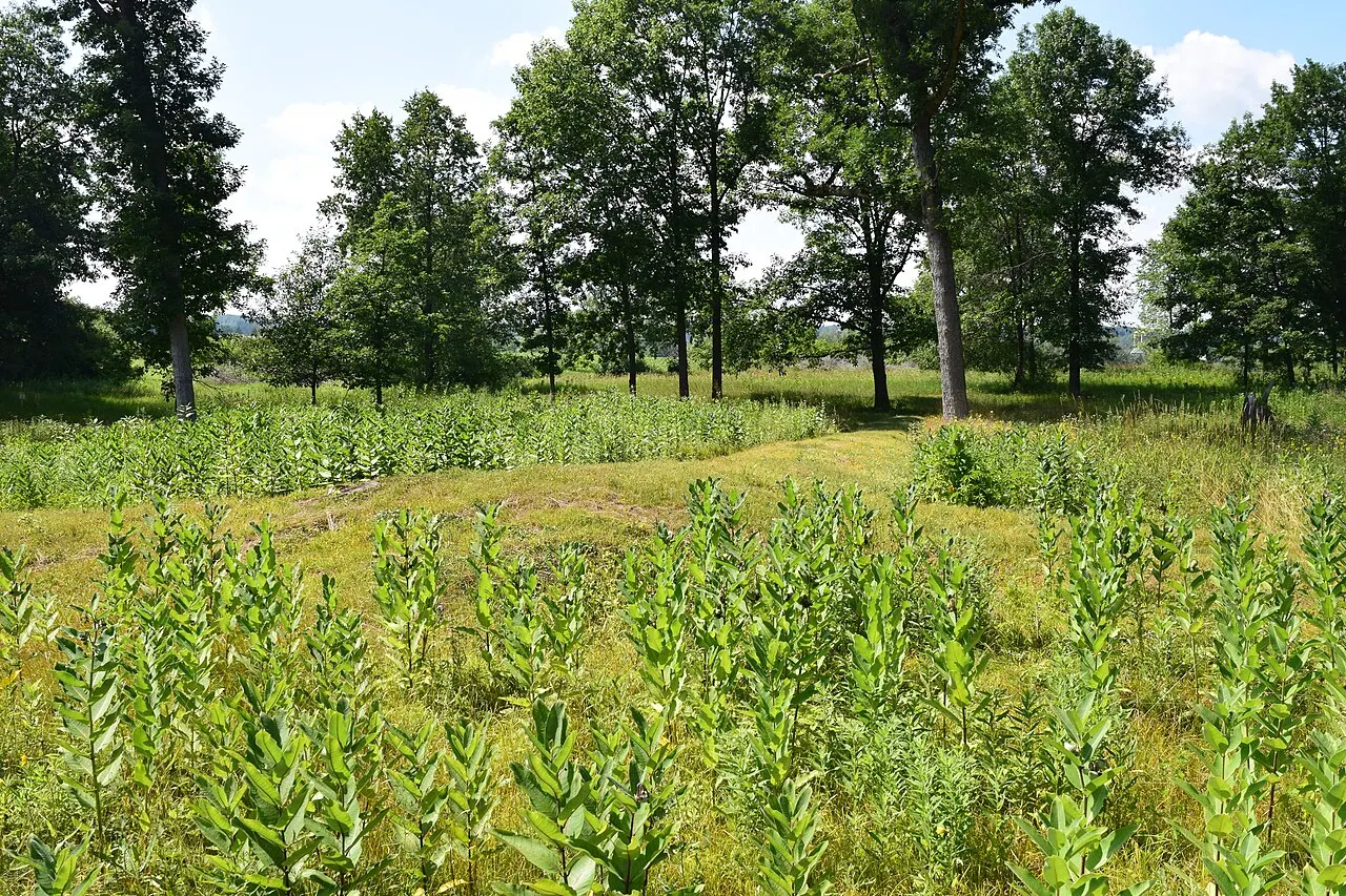 Lizard Mound County Park, West Bend, Wisconsin, United States