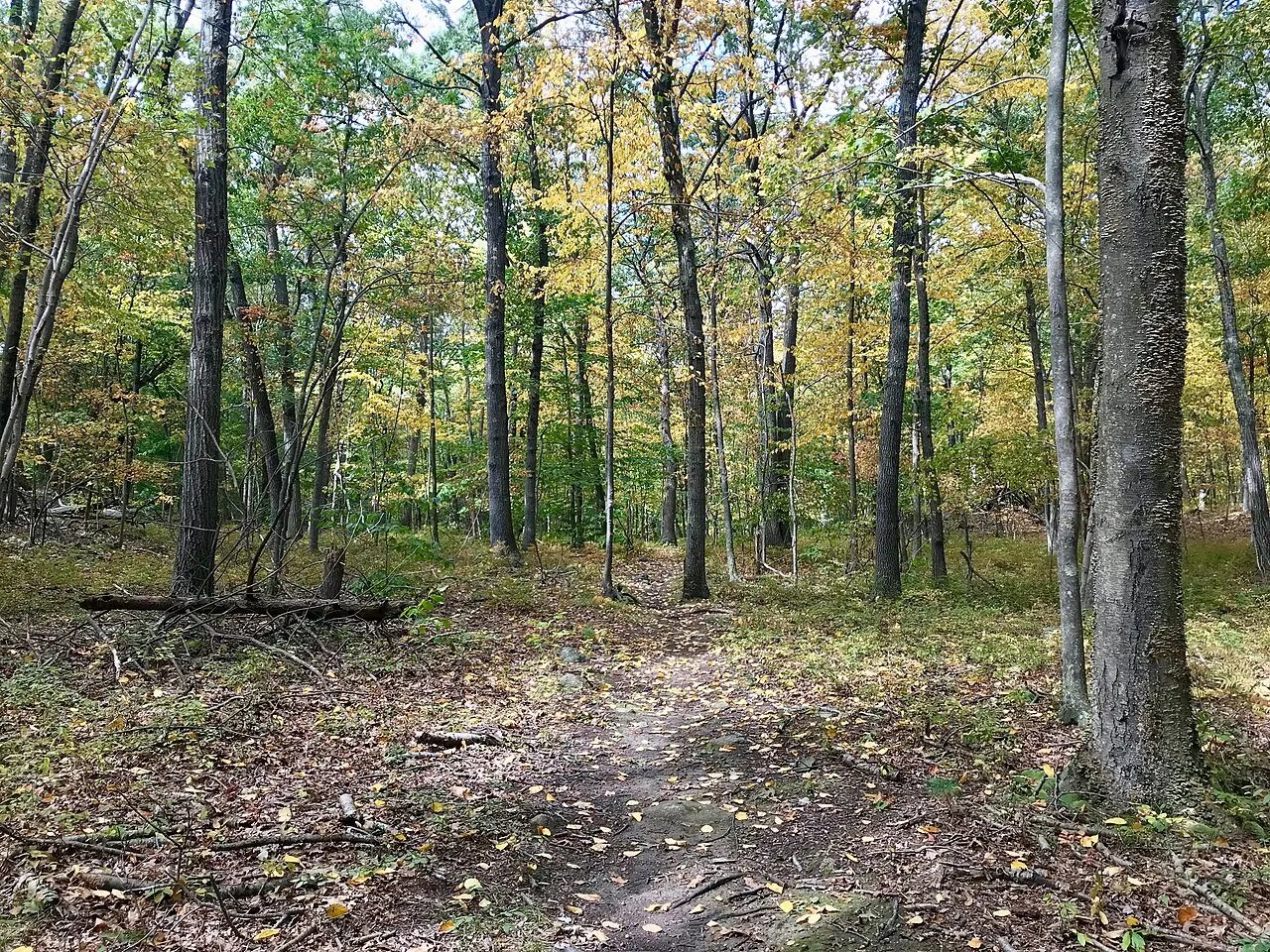 Naugatuck State Forest, Naugatuck, Connecticut, United States
