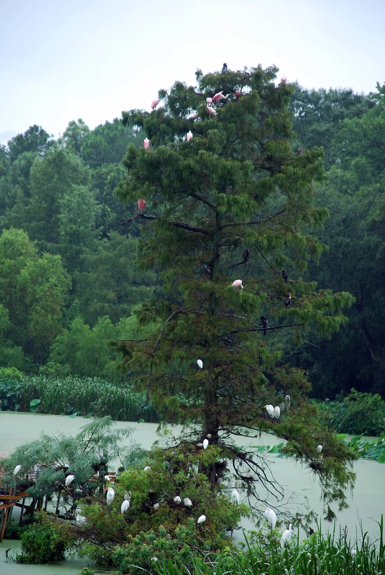 Jungle Gardens of Avery Island, New Iberia, Louisiana, United States