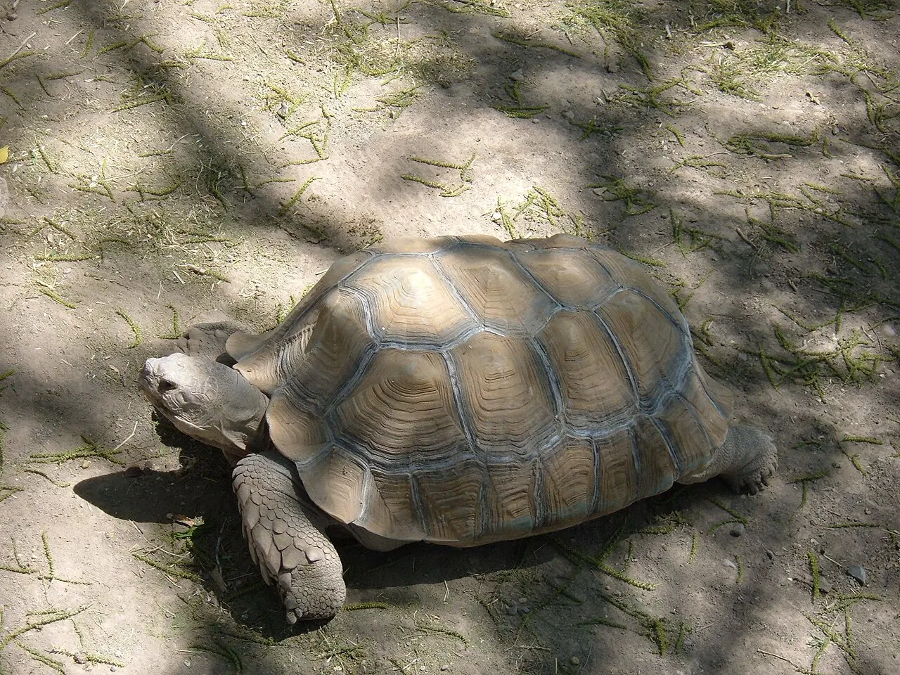 Alameda Park Zoo, Alamogordo, New Mexico, United States