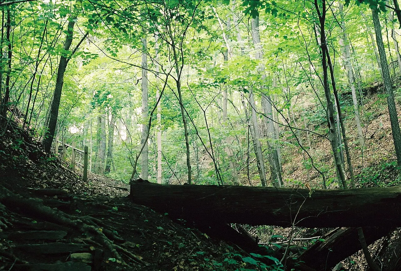 WVU Core Arboretum, Morgantown, West Virginia, United States