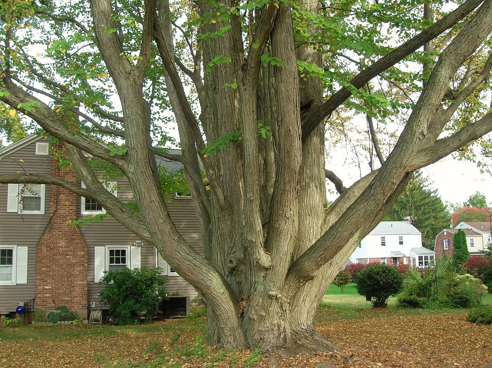 Katsura Tree in Newington, CT October 3, 2013, Newington, Connecticut, United States