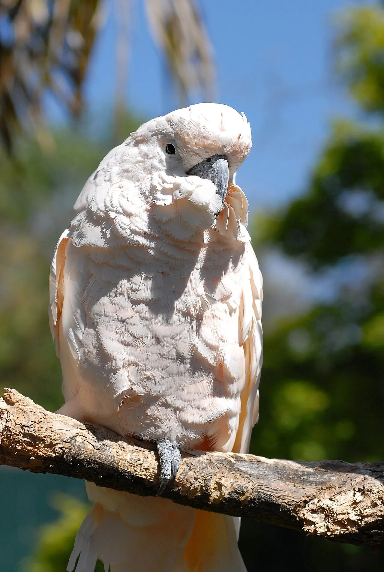 Charles Paddock Zoo, Atascadero, California, United States