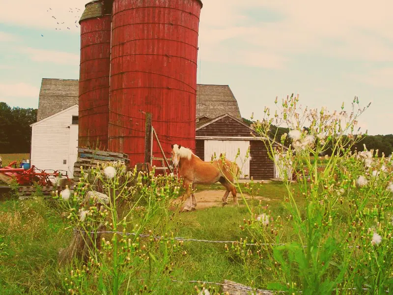 Dame Farm and Orchards, Johnston, Rhode Island, United States