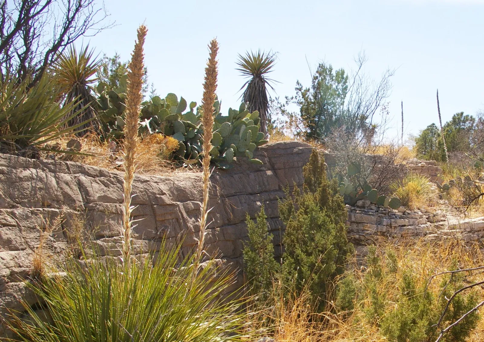Living Desert Zoo and Gardens State Park, Carlsbad, New Mexico, United States