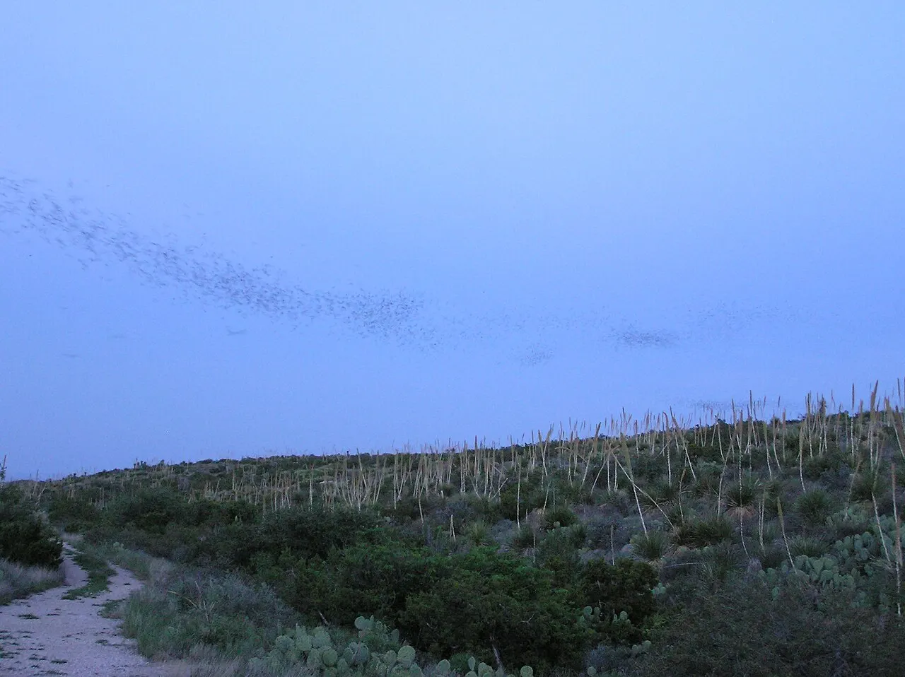 Carlsbad Caverns National Park, Carlsbad, New Mexico, United States