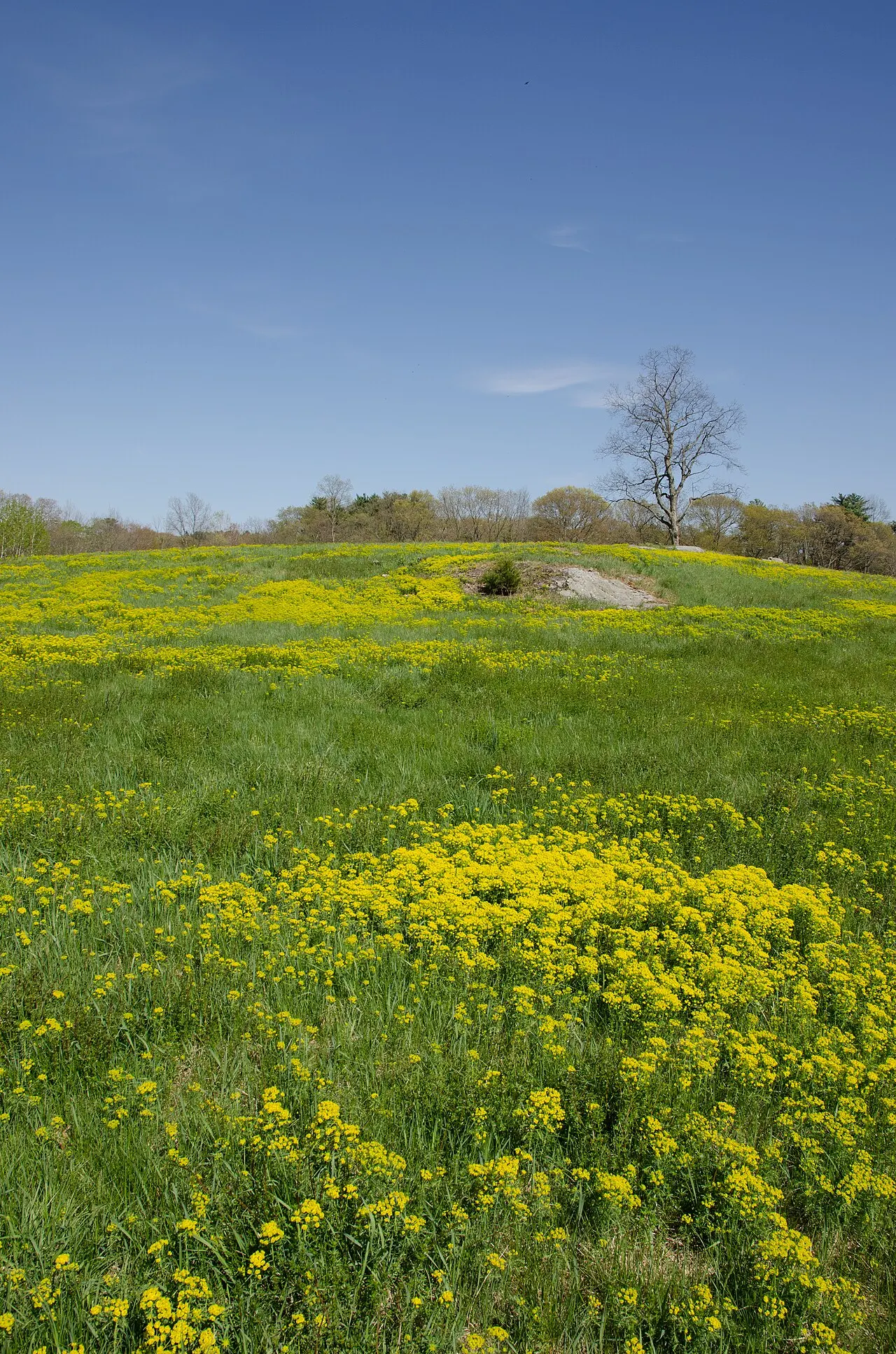 Charles River Peninsula, Needham, Massachusetts, United States