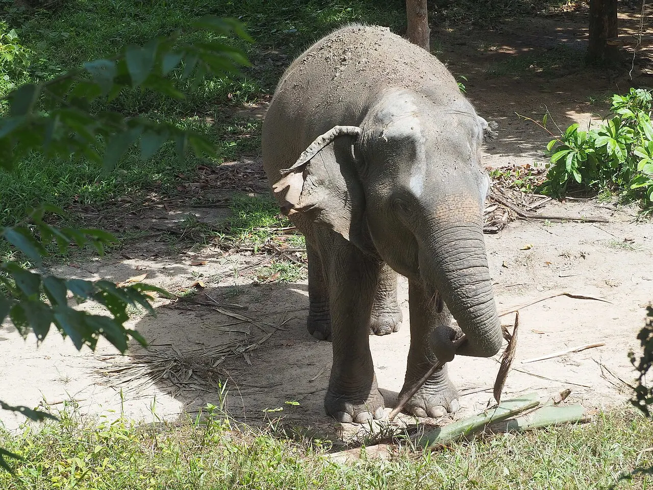 Phuket Elephant Sanctuary, Phuket, Thailand