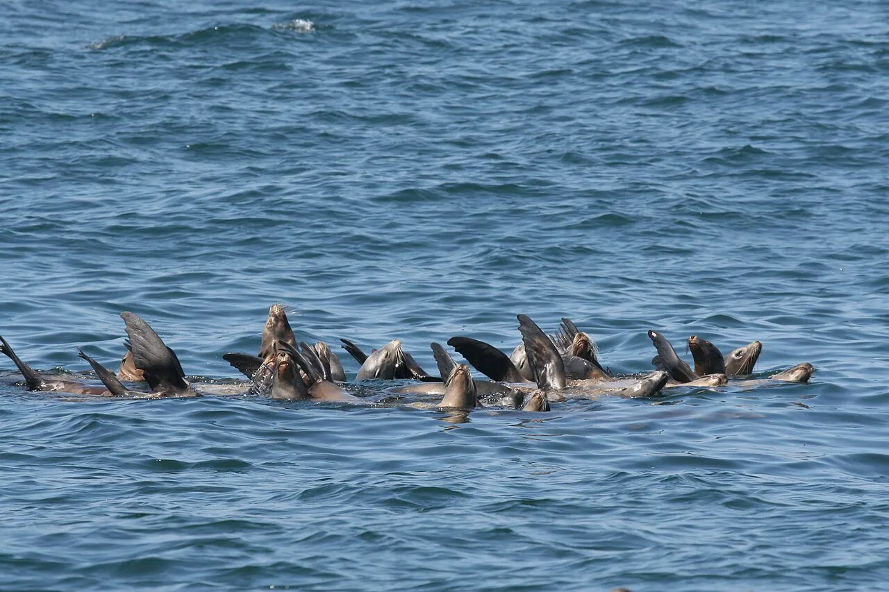 Monterey Bay National Marine Sanctuary, Monterey, California, United States
