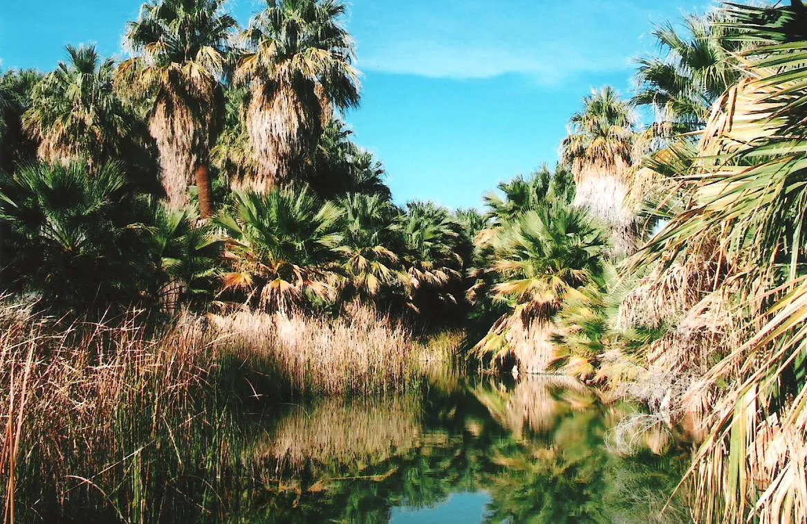 Thousand Palms Oasis Preserve, Desert Hot Springs, California, United States