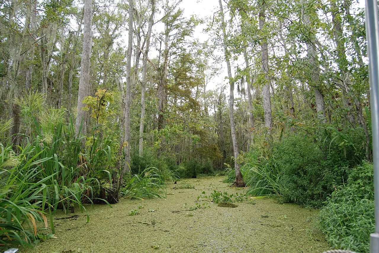 Honey Island Swamp, Slidell, Louisiana, United States