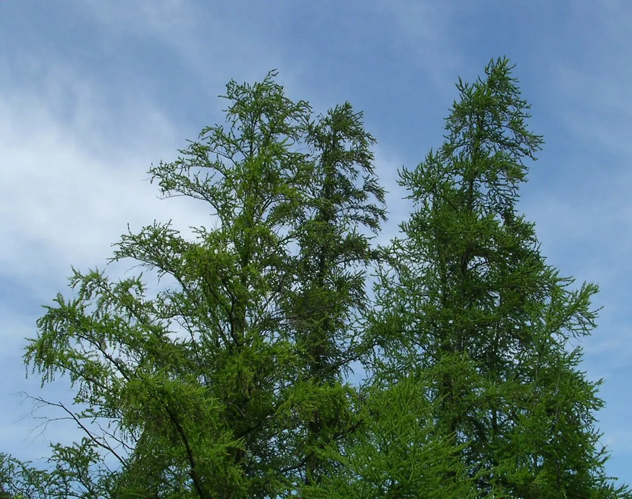 Volo Bog State Natural Area, McHenry, Illinois, United States