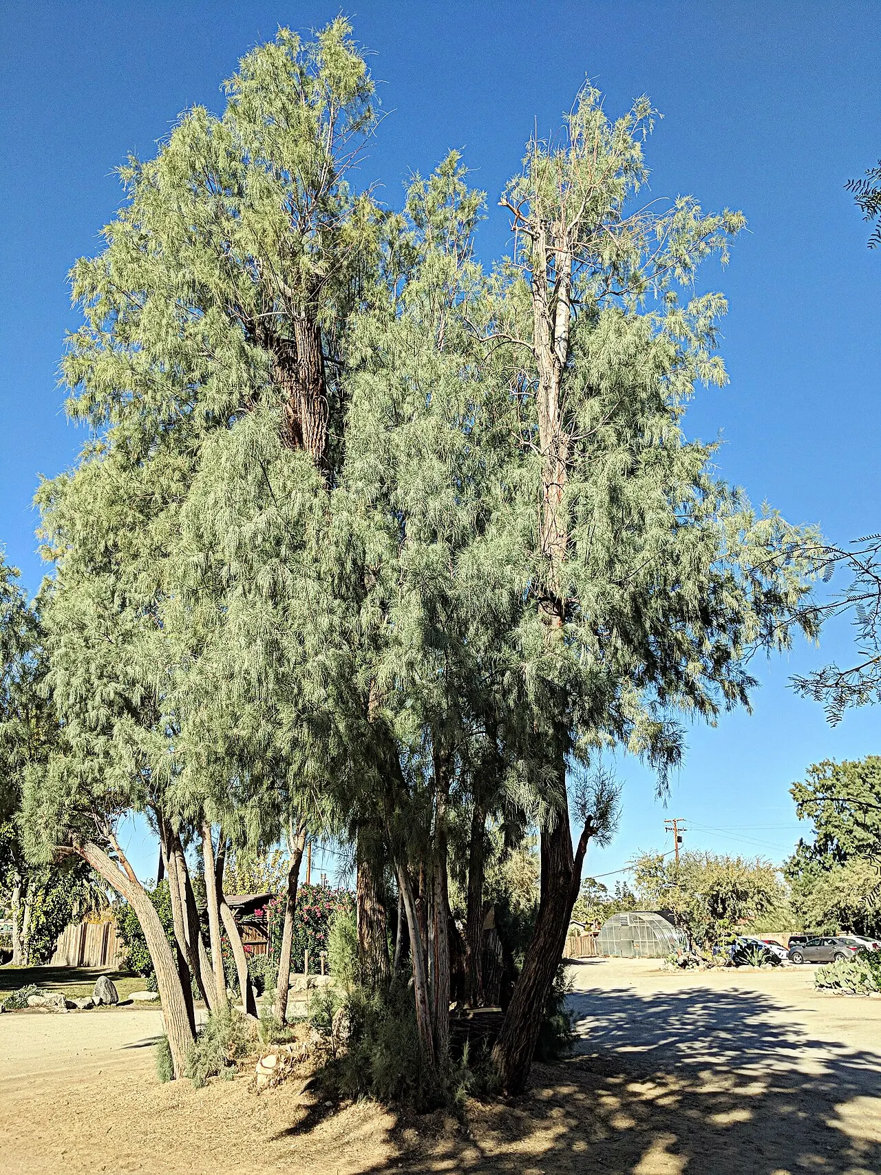 Twentynine Palms Inn, Twentynine Palms, California, United States