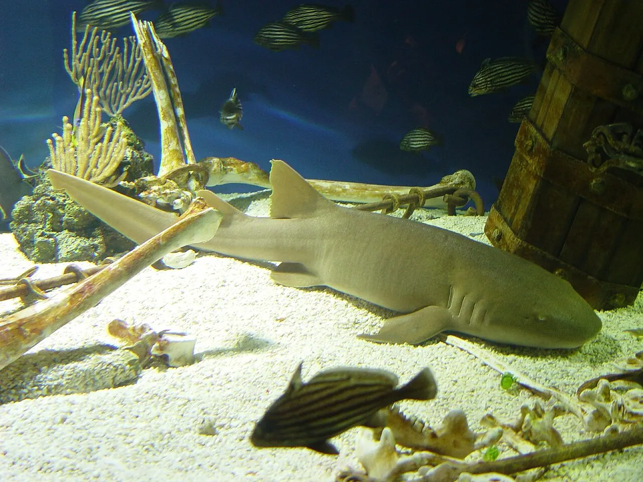 Ripley's Aquarium of Myrtle Beach, Myrtle Beach, South Carolina, United States