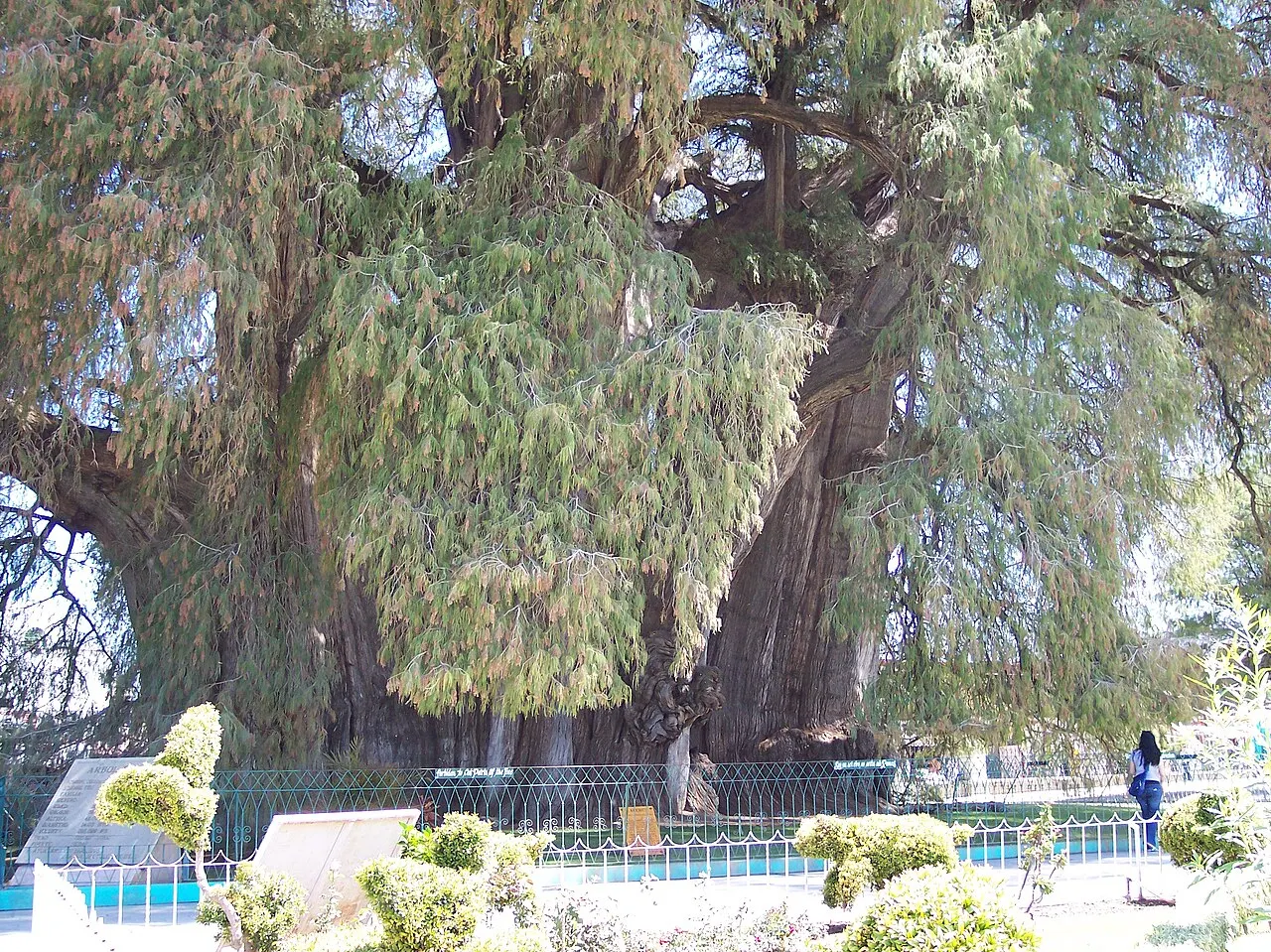 Árbol del Tule, Santa María del Tule, Oaxaca, Mexico