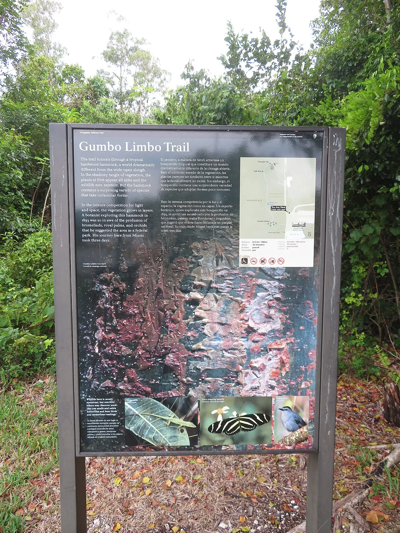 Gumbo Limbo Trail, Everglades National Park, Florida, United States