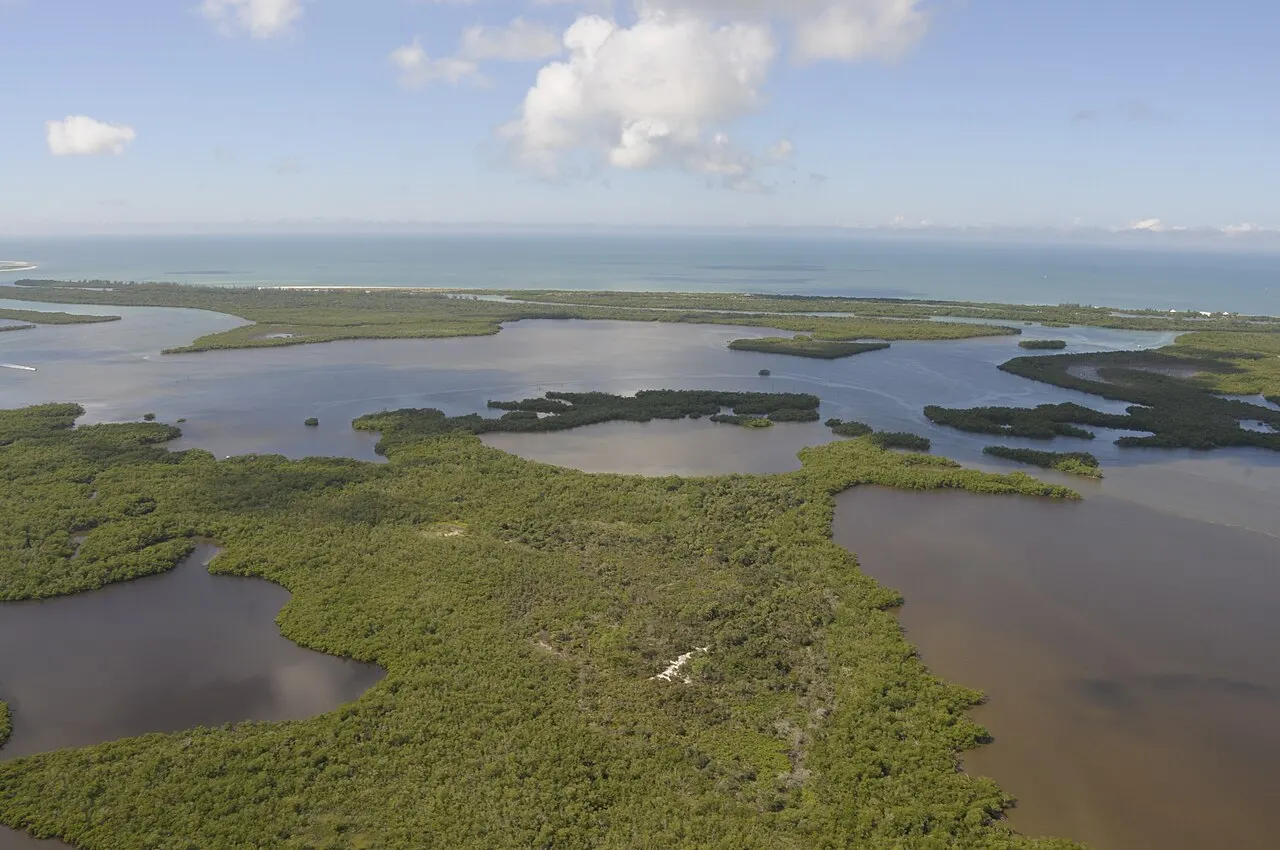 Rookery Bay Reserve, Naples, Florida, United States