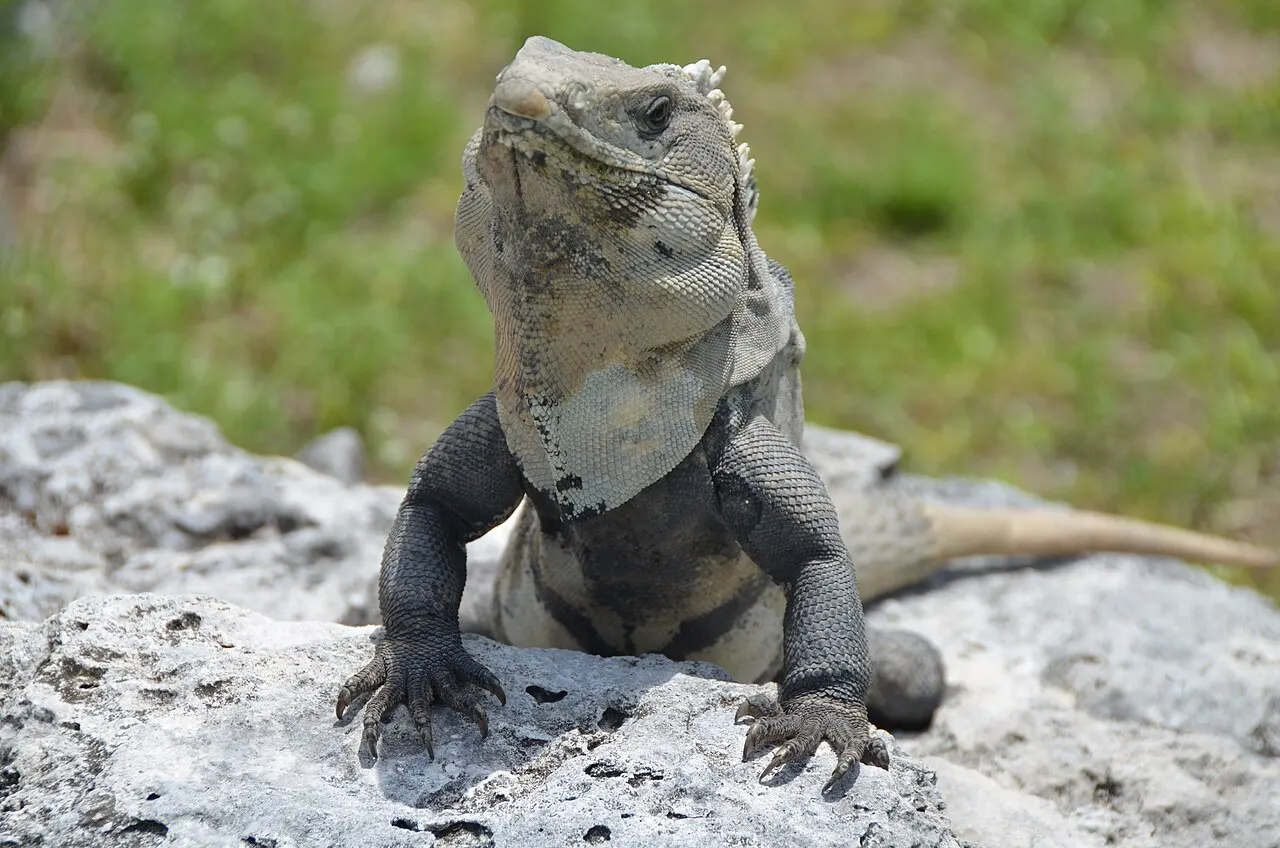 El Rey Archaeological Zone, Cancún, Quintana Roo, Mexico