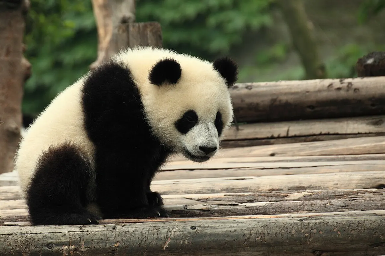 Chengdu Research Base of Giant Panda Breeding, Chengdu, Sichuan, China
