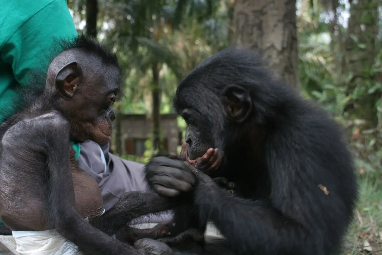 Lola ya Bonobo, Kinshasa, Kinshasa, Democratic Republic of the Congo