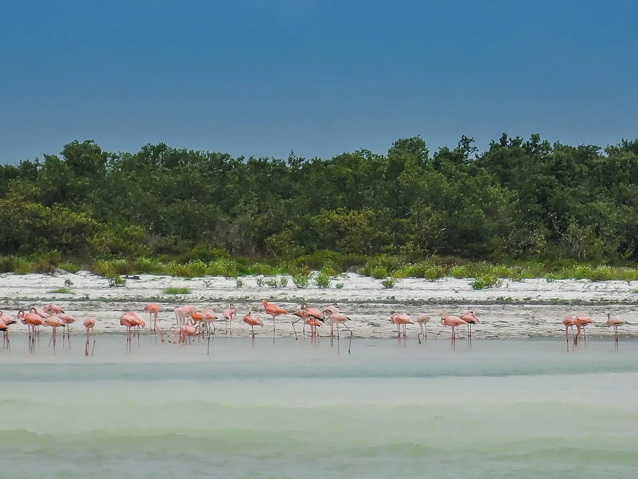 Holbox Flamingo Tour, Holbox, Quintana Roo, Mexico