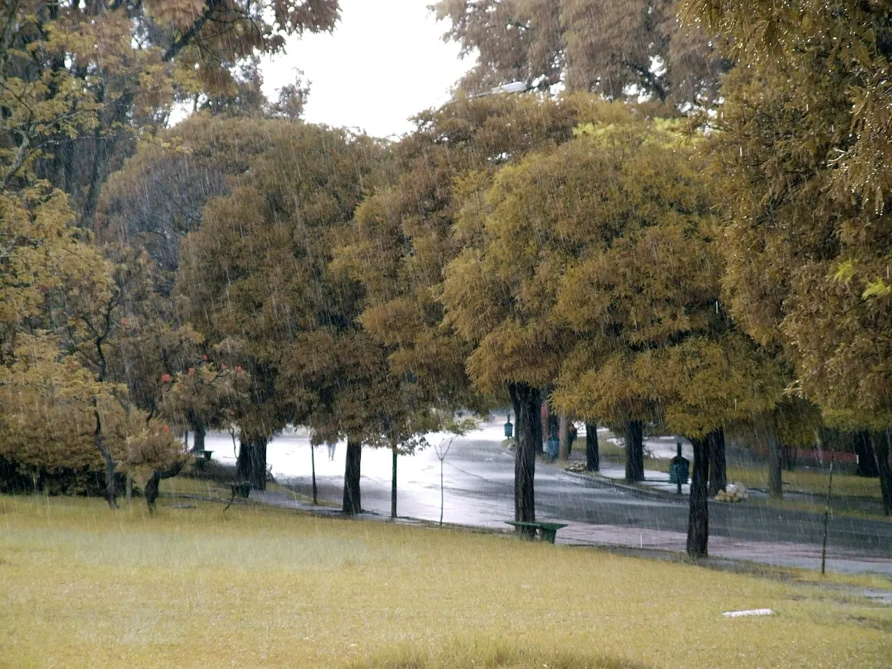 Ibirapuera Park, São Paulo, São Paulo, Brazil