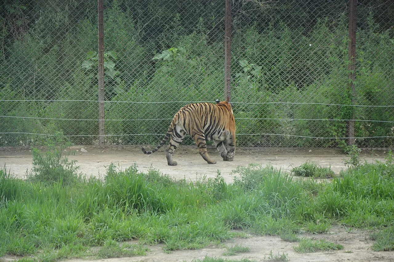 Siberian Tiger Park, Harbin, Heilongjiang, China