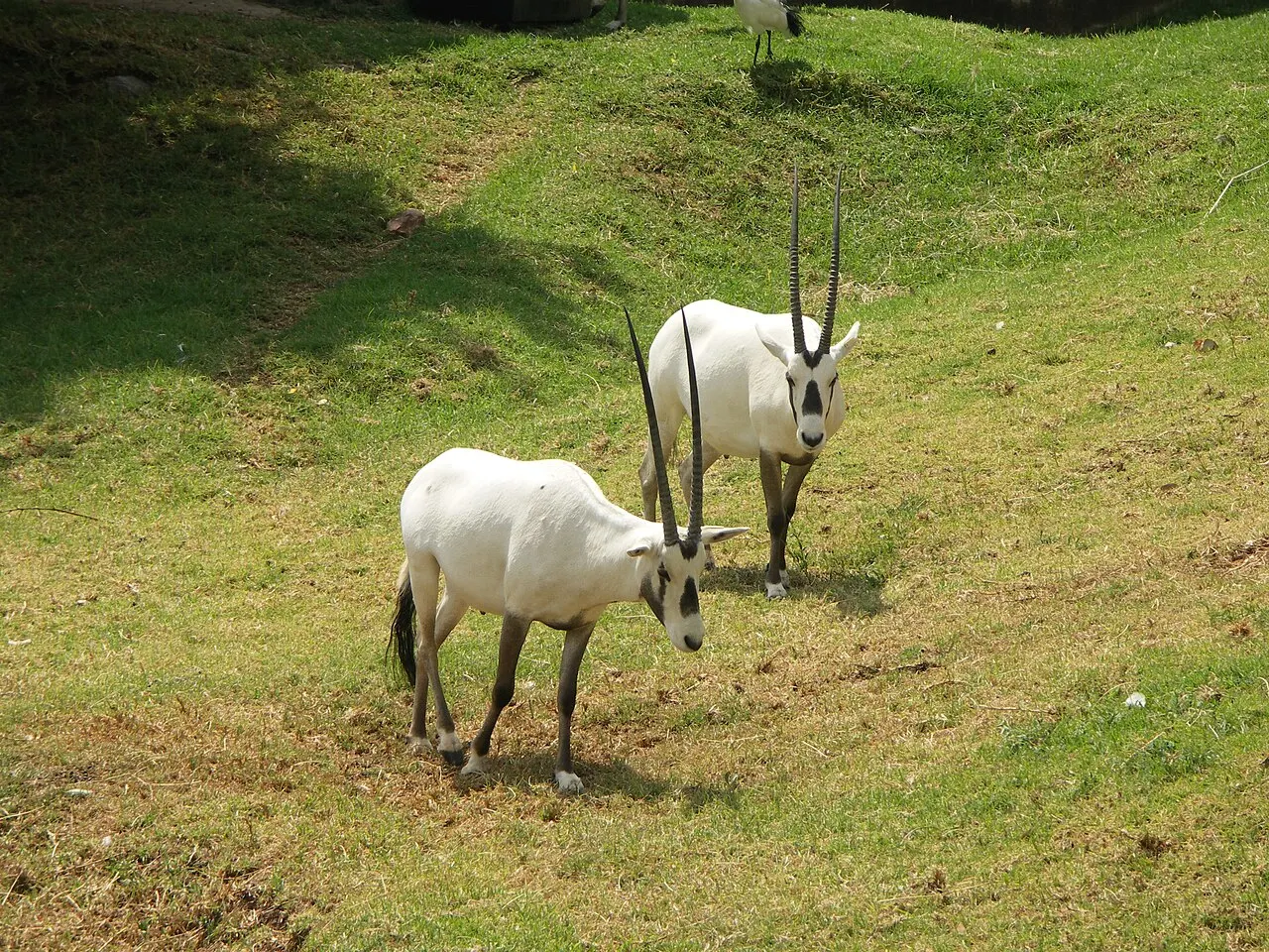 Johannesburg Zoo, Johannesburg, Gauteng, South Africa