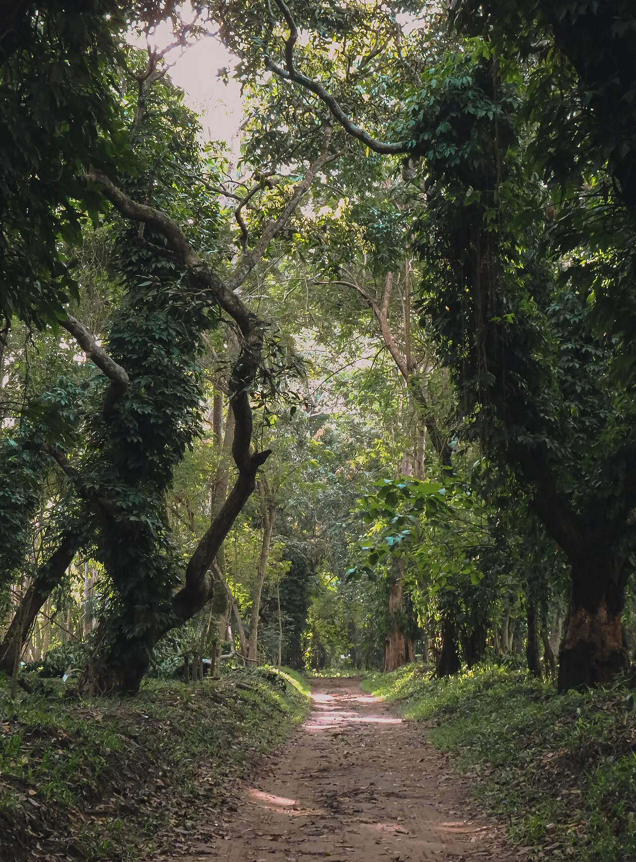 Bingerville Botanical Garden, Abidjan, Abidjan Autonomous District, Ivory Coast