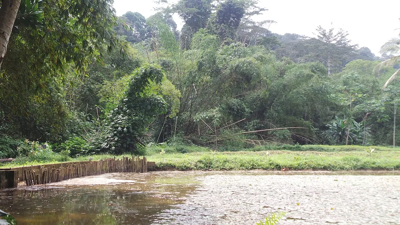 Banco National Park, Abidjan, Abidjan Autonomous District, Ivory Coast