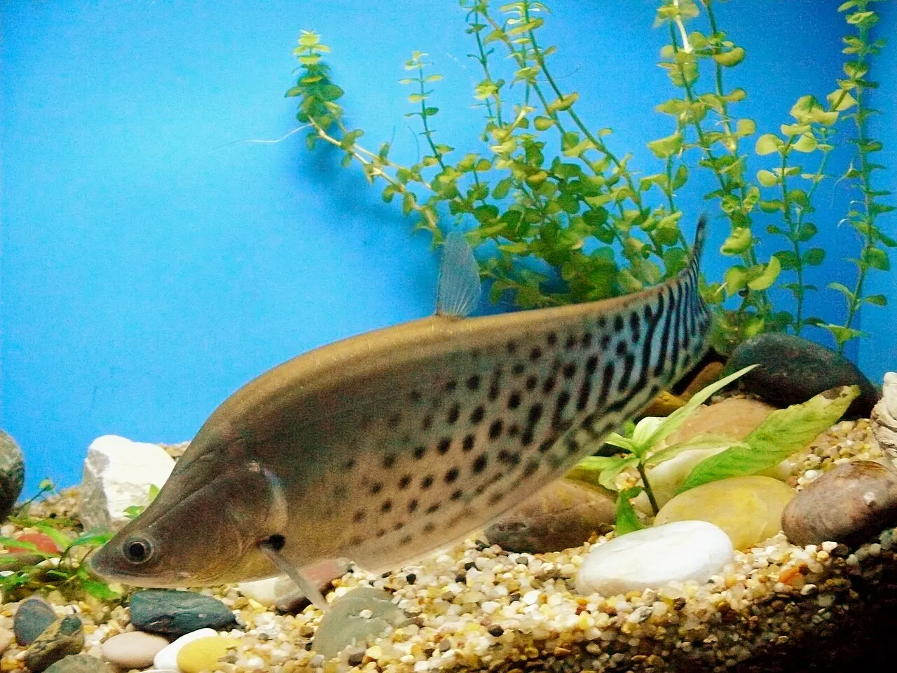 Shanghai Ocean Aquarium, Pudong, Shanghai, China