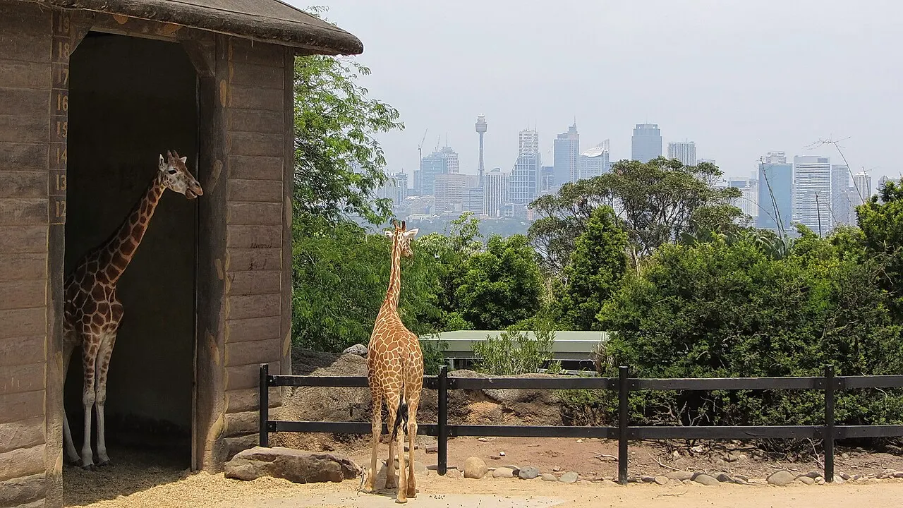 Taronga Zoo Sydney, Sydney, New South Wales, Australia