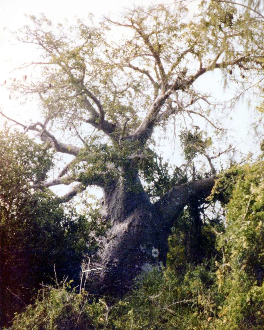 Bongoyo Island, Dar es Salaam, Dar es Salaam Region, Tanzania