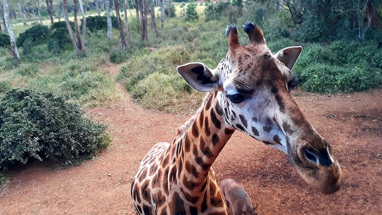 Giraffe Centre Nairobi, Nairobi, Nairobi County, Kenya
