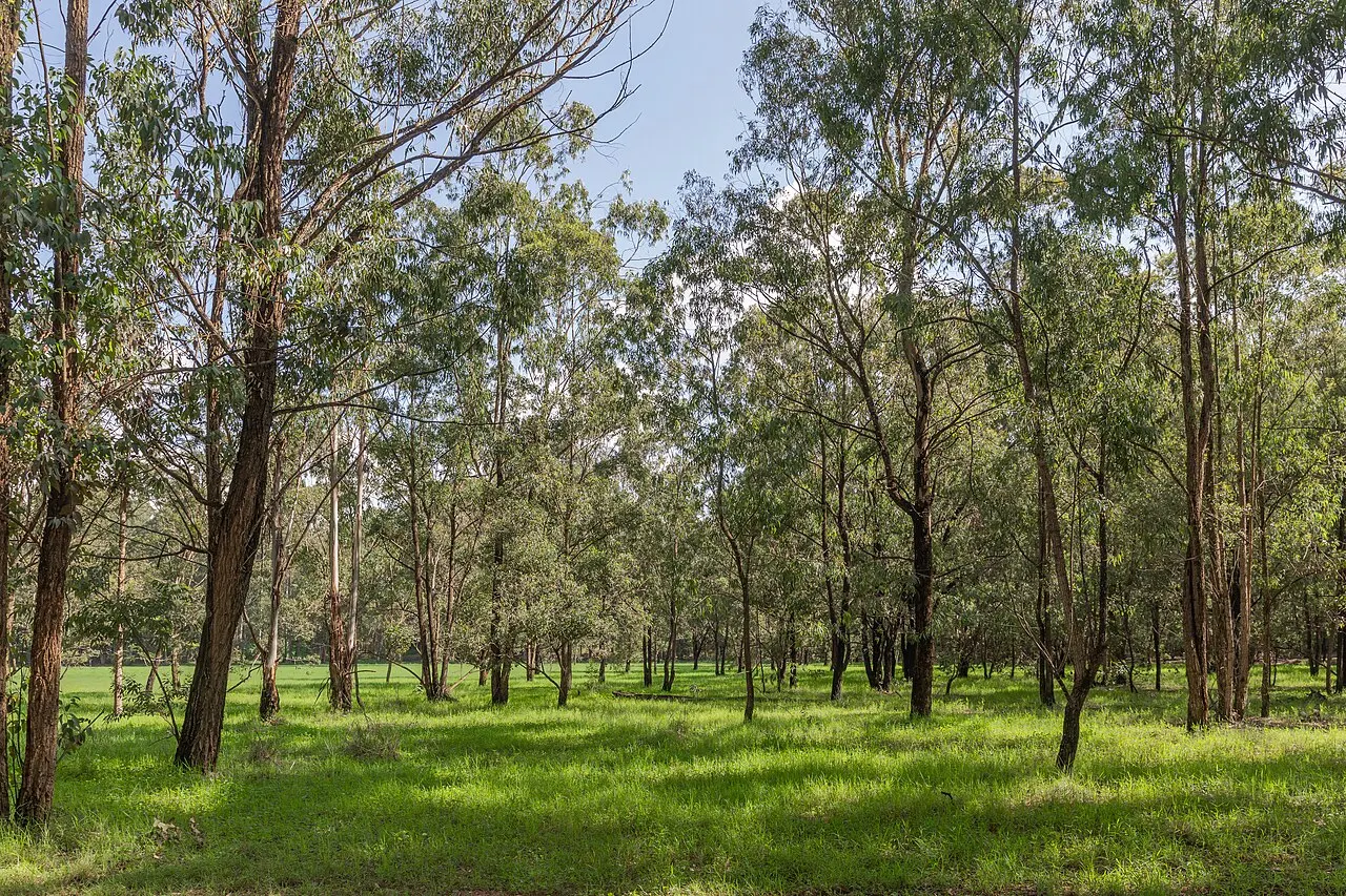 Karura Forest, Nairobi, Nairobi County, Kenya