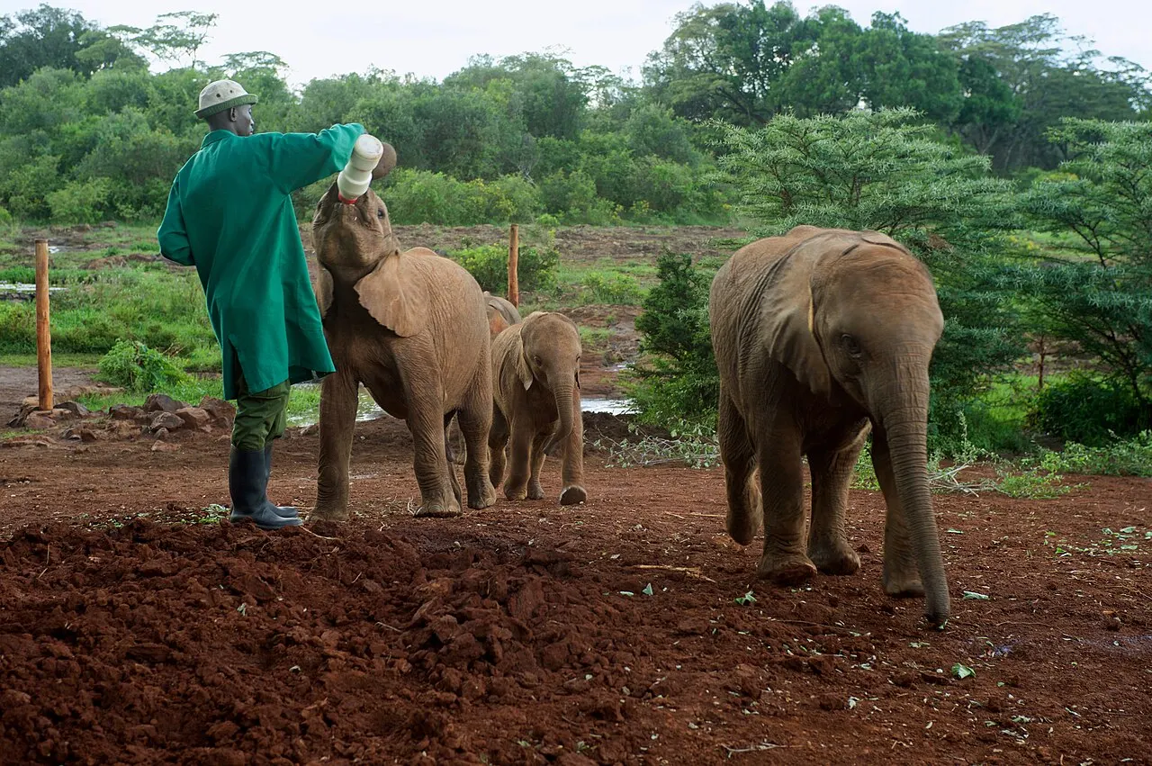 Sheldrick Elephant Orphanage, Nairobi, Nairobi County, Kenya