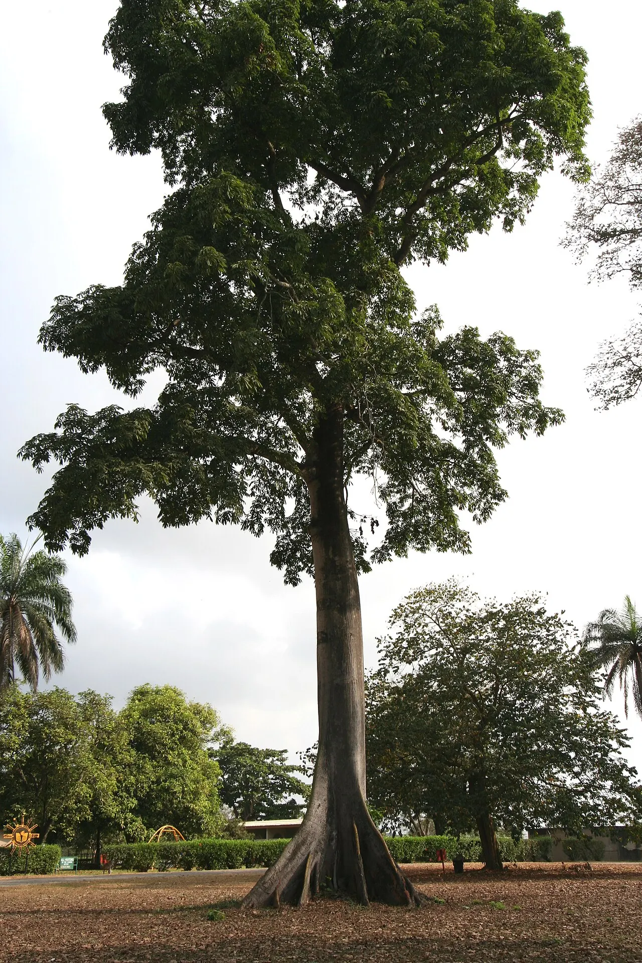 IITA Forest Reserve, Ibadan, Oyo State, Nigeria