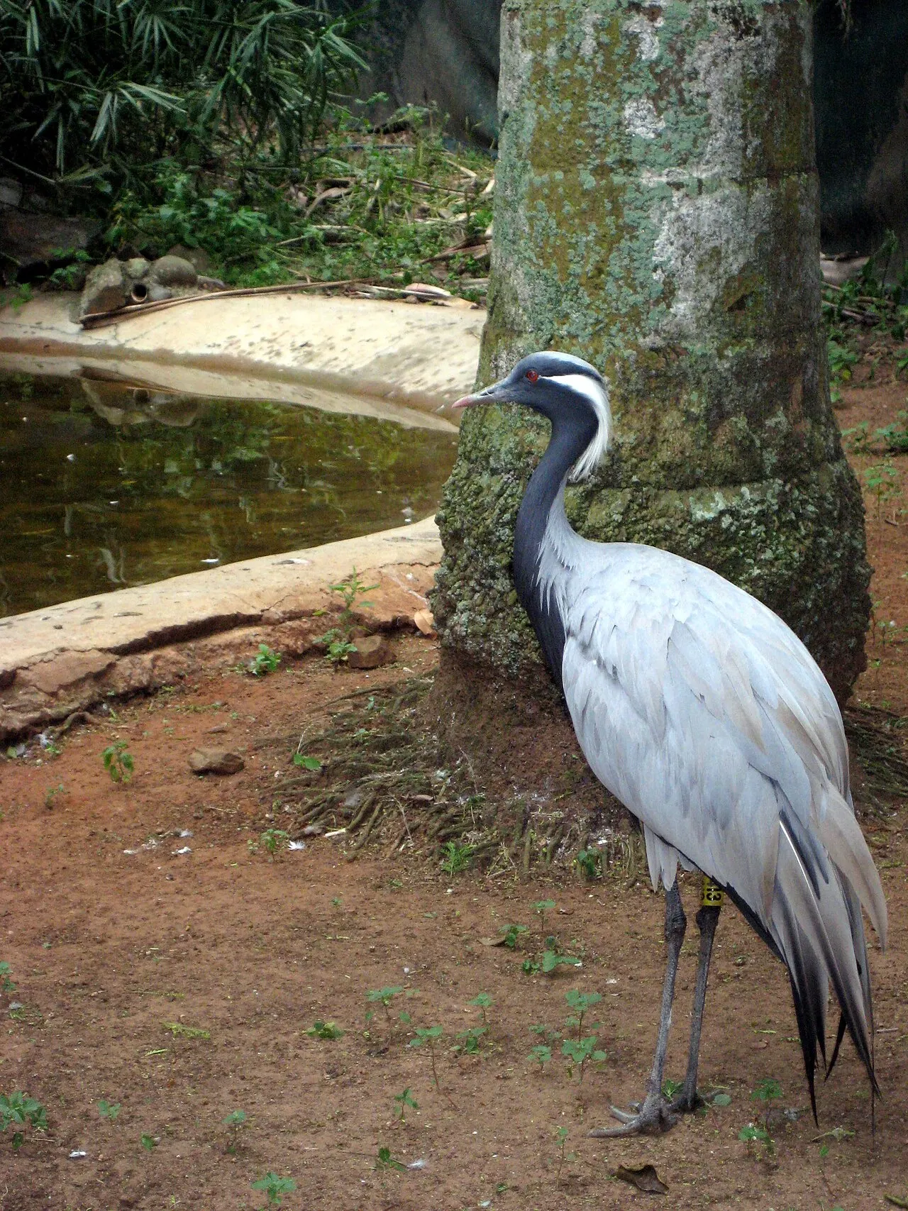 Umgeni River Bird Park, Durban, KwaZulu-Natal, South Africa