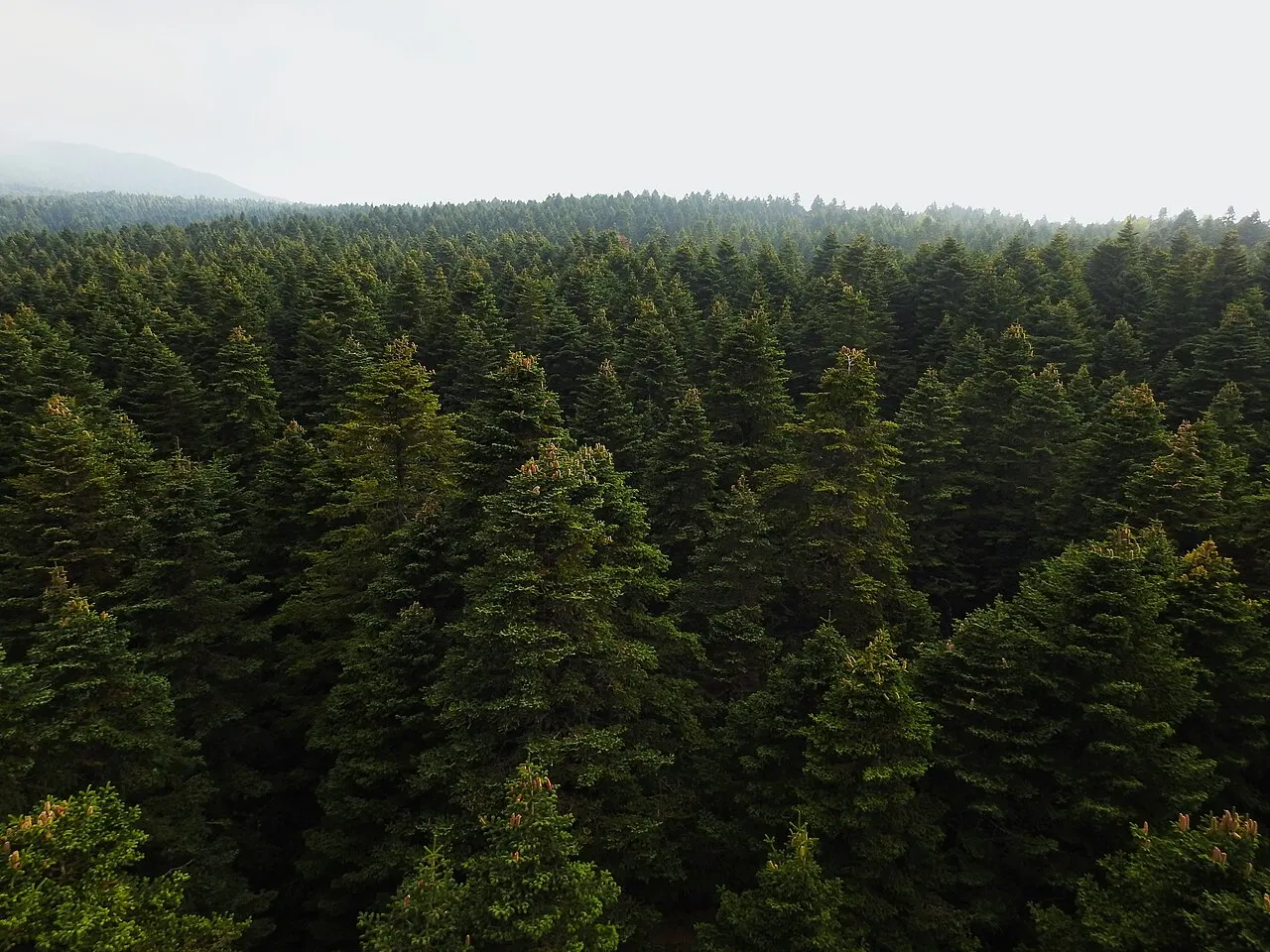 Uludağ National Park, Bursa, Bursa Province, Turkey