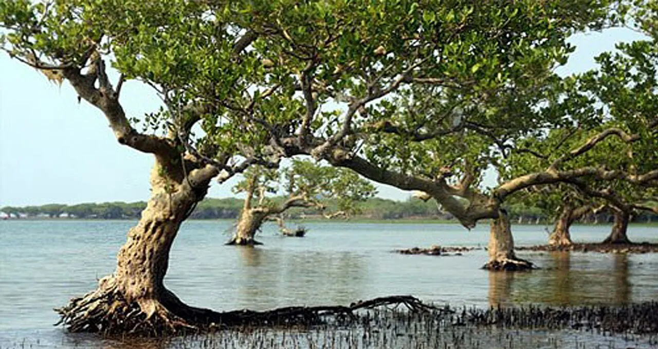 Dongzhai Port Mangrove Reserve, Haikou, Hainan, China