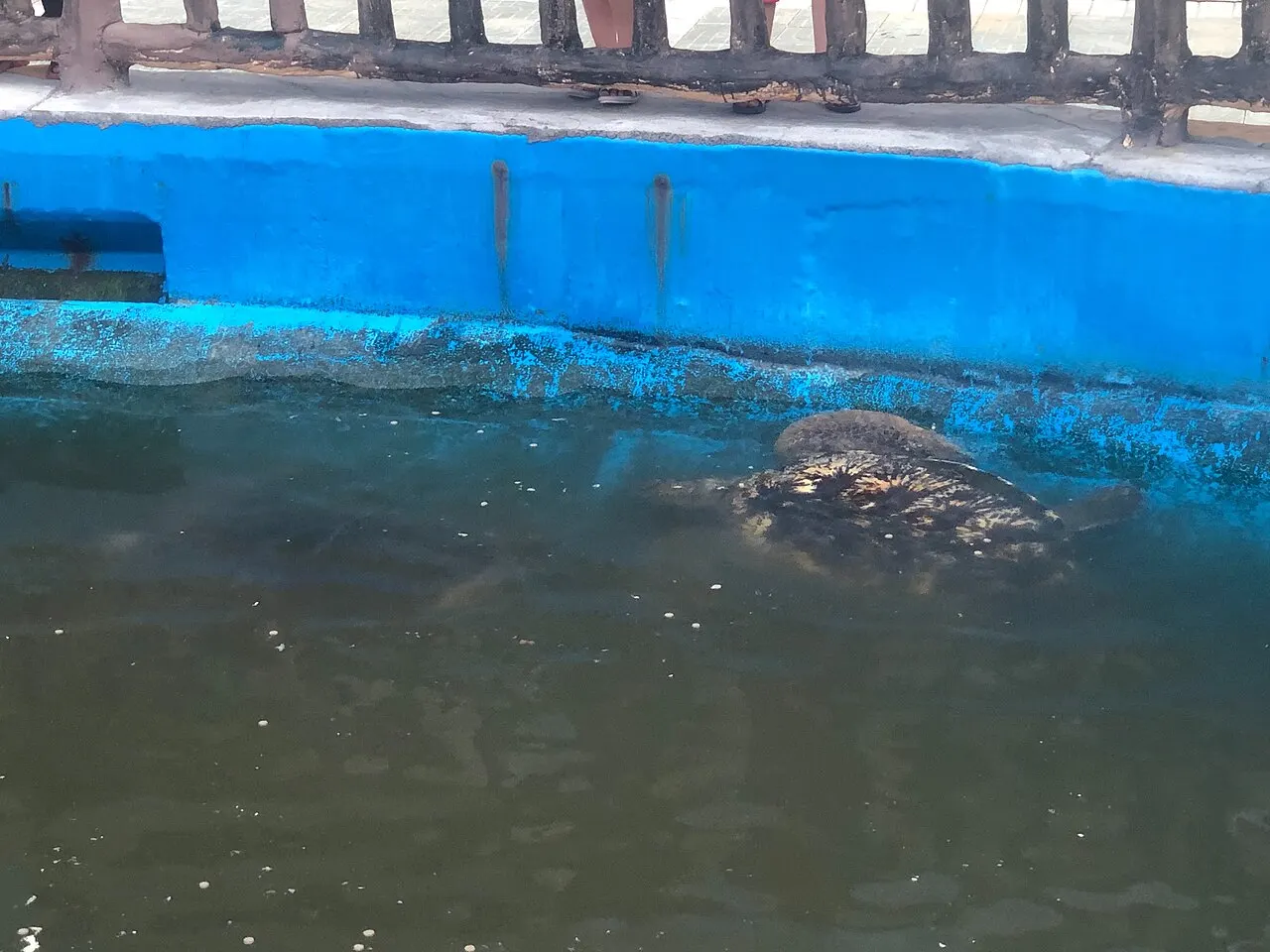 Gangkou Sea Turtle Reserve, Huizhou, Guangdong, China