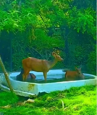 Allen Forest Zoo, Kanpur, Uttar Pradesh, India
