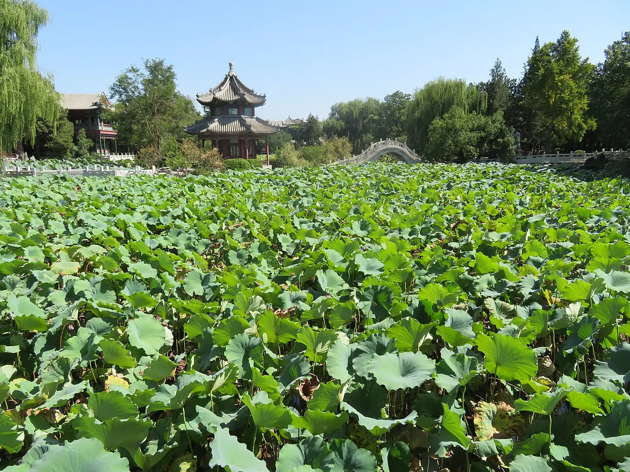 Lotus Pond Garden Baoding, Baoding, Hebei, China