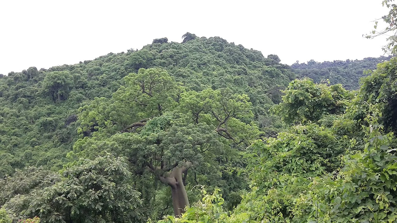 Cerro Blanco Protected Forest, Guayaquil, Guayas, Ecuador