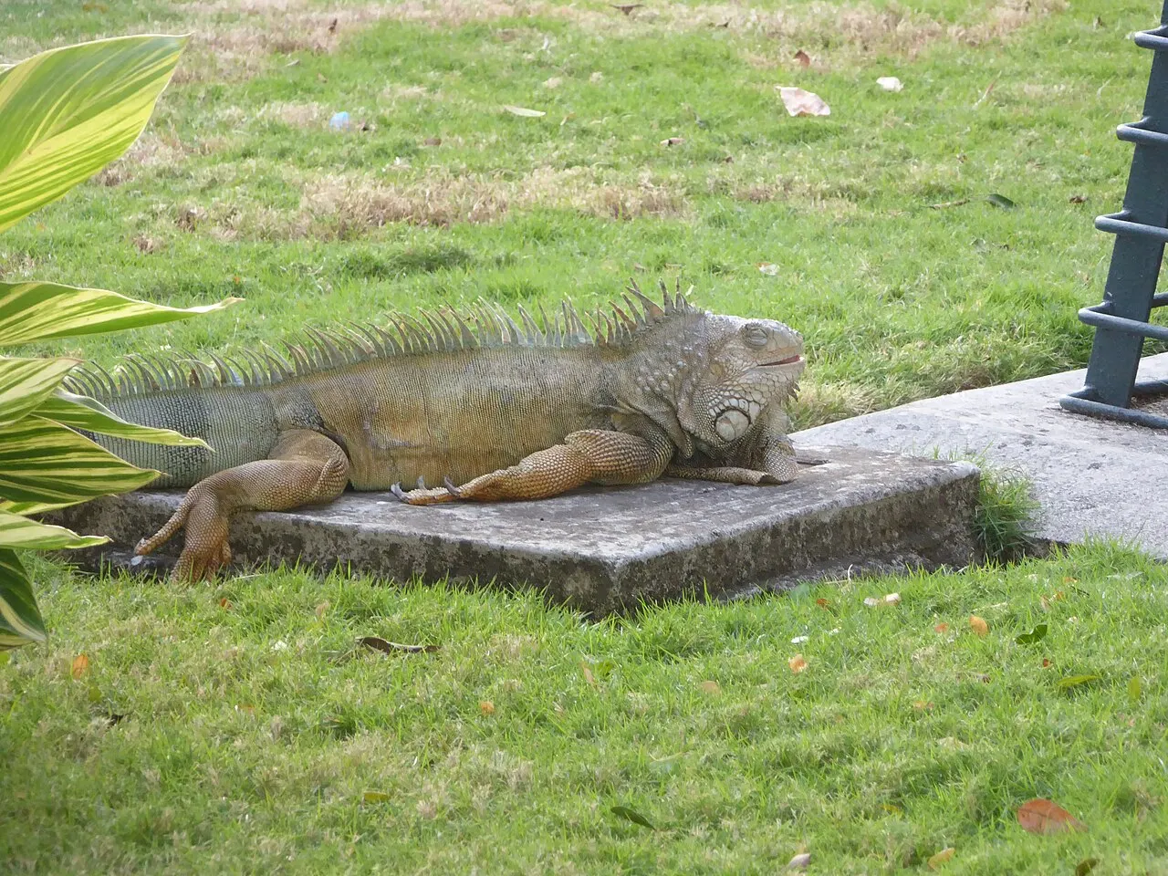 Seminario Park, Guayaquil, Guayas, Ecuador