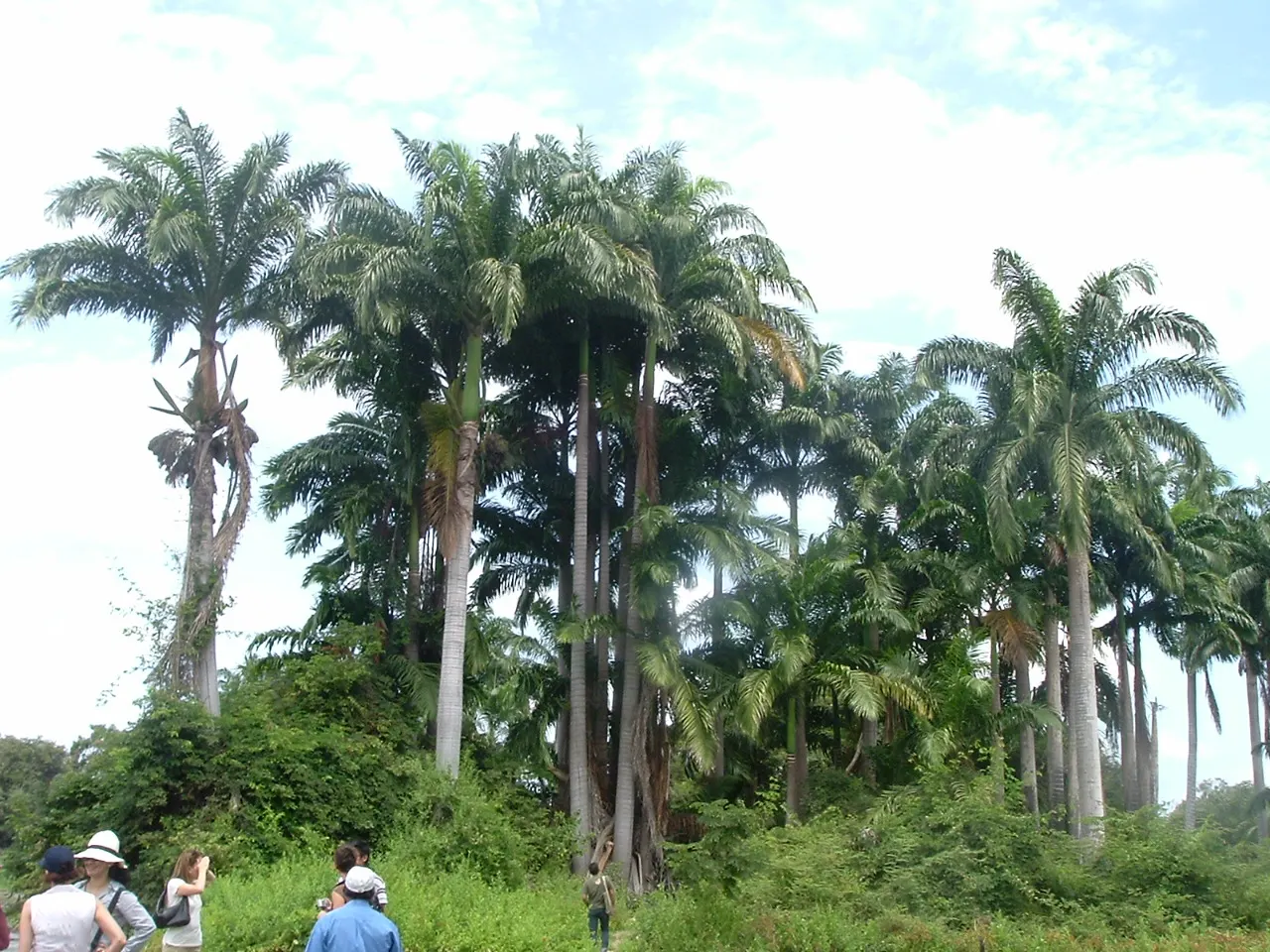 Santay Island, Guayaquil, Guayas, Ecuador