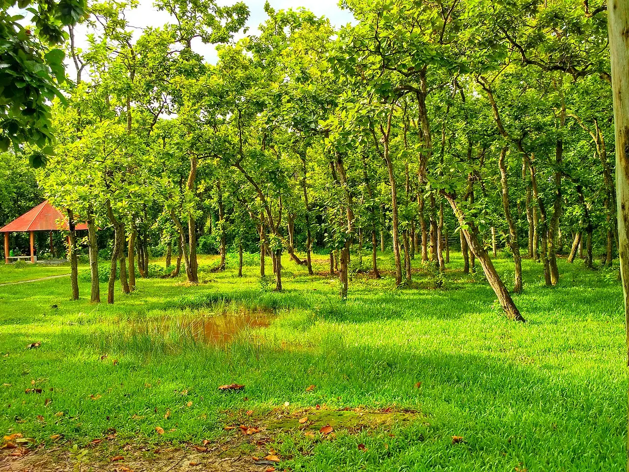 Bhawal National Park, Gazipur, Dhaka Division, Bangladesh