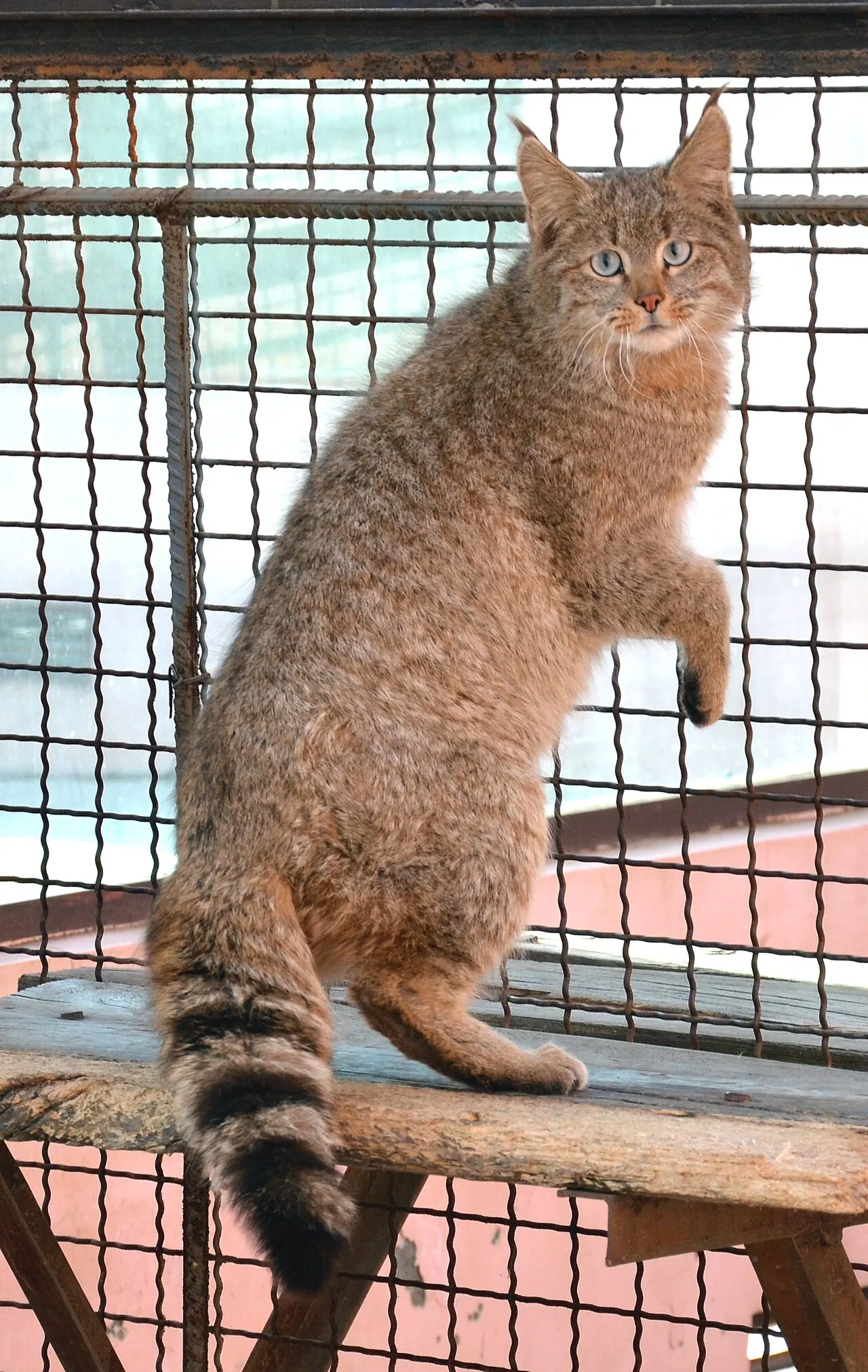 Xining Wildlife Park, Xining, Qinghai, China