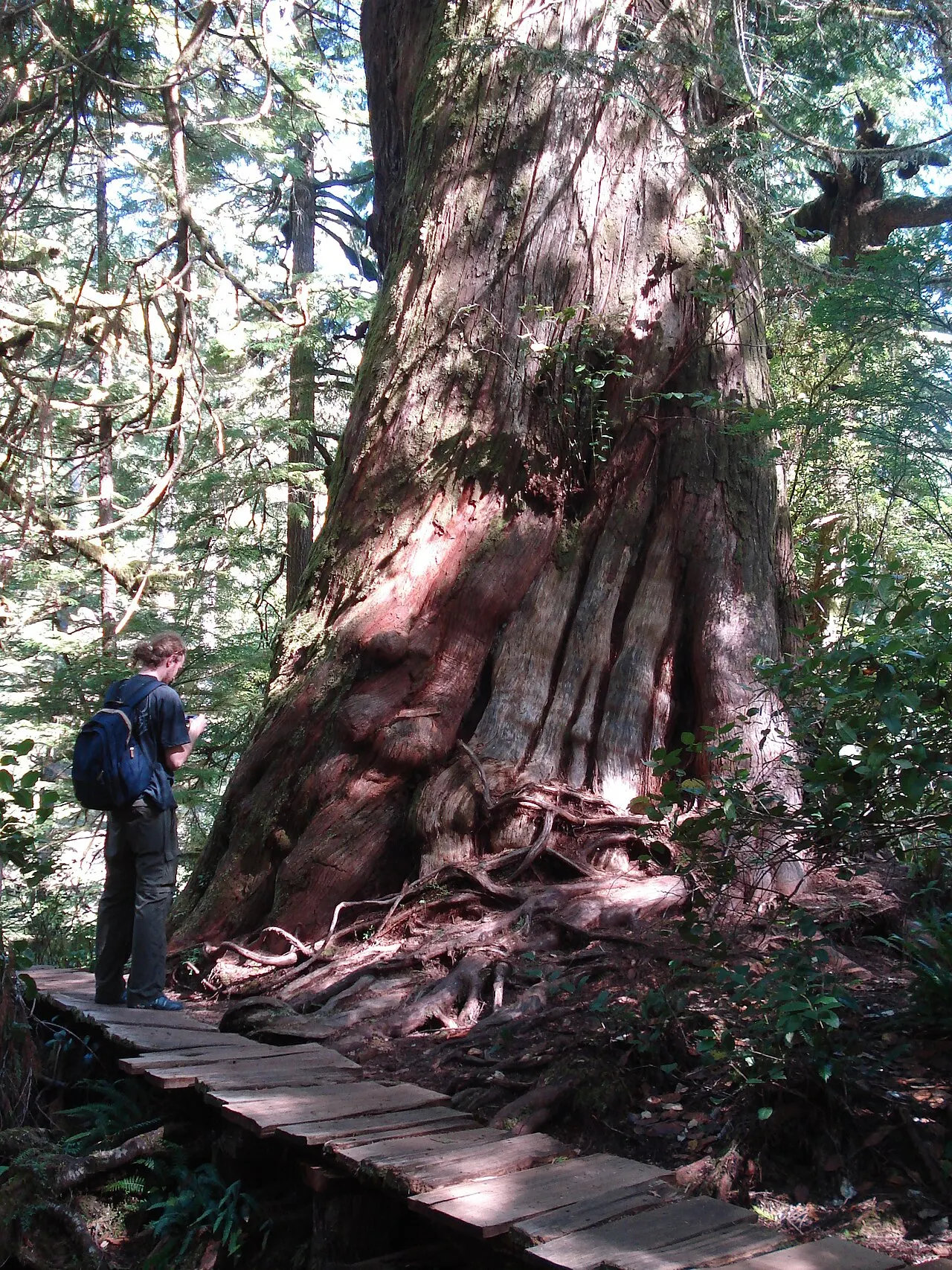 Meares Island, Tofino, British Columbia, Canada